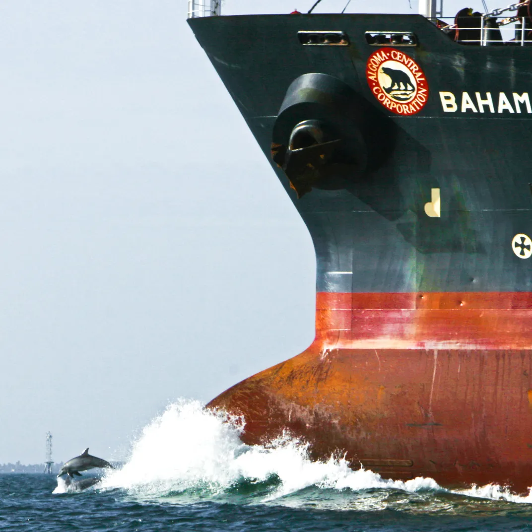 Dolphins play in the wake of a much larger ship in Tampa.