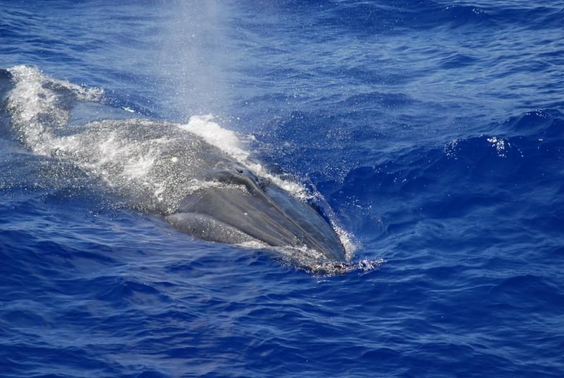 A Bryde’s whale surfacing