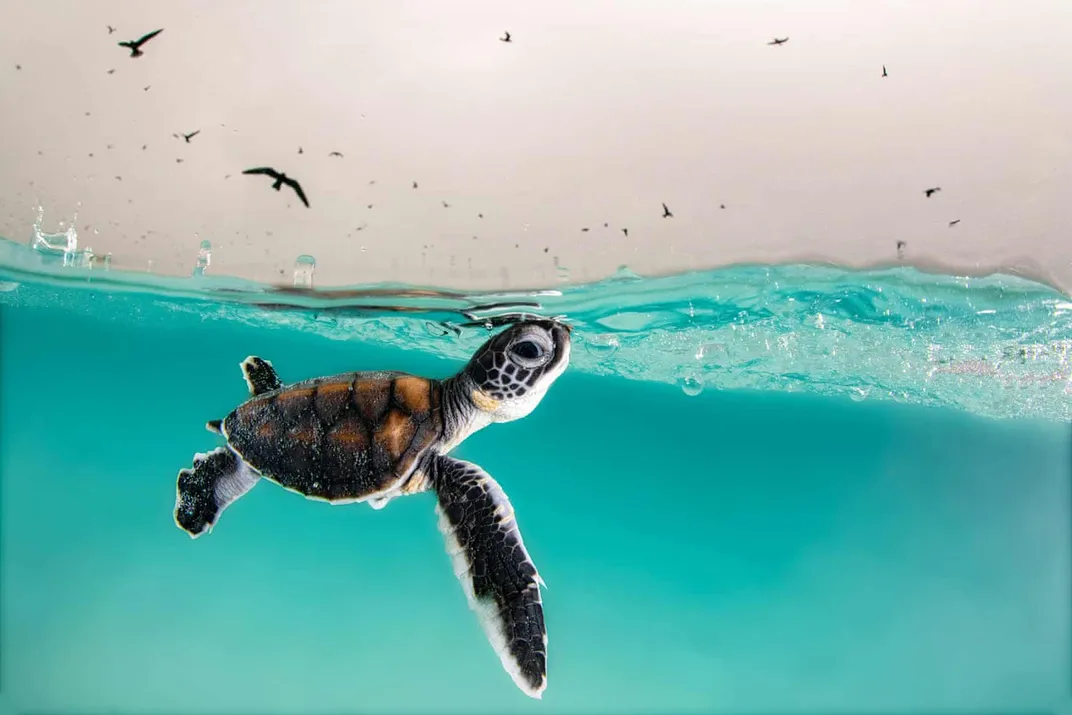 a green sea turtle hatching surfacing for air in turquoise water