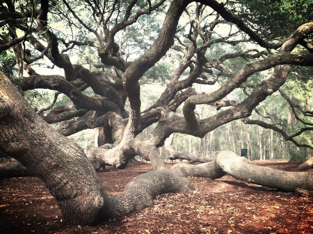 Un grand chêne vivant en Caroline du Sud