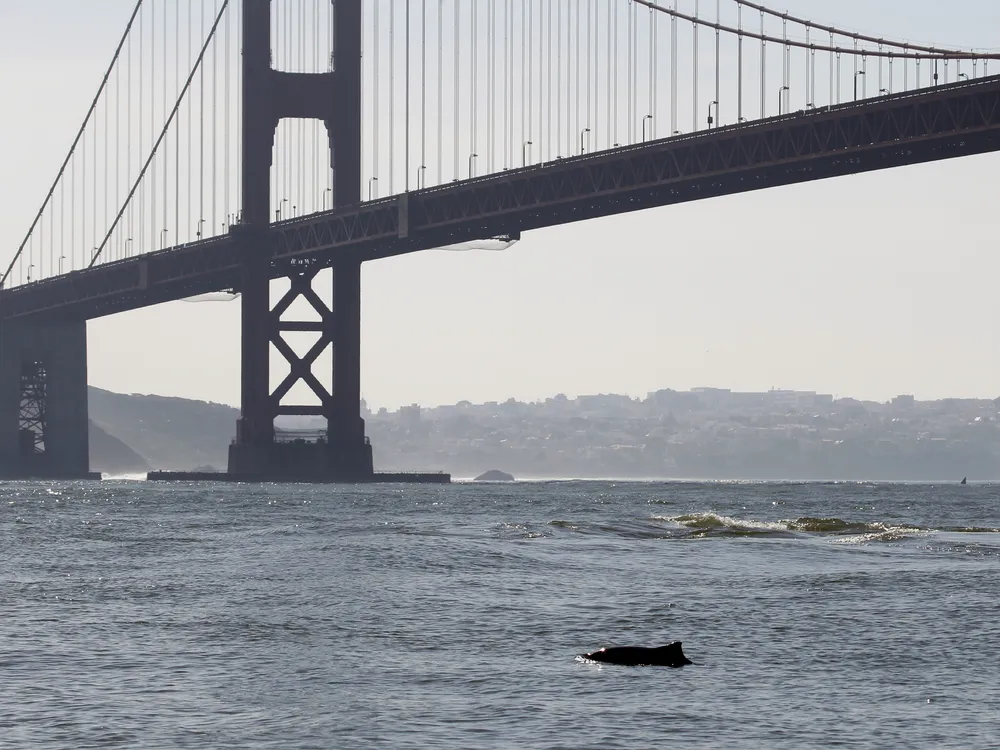 the dorsal fin and back of a harbor porpoise poke out of the water in front of the Golden Gate Bridge