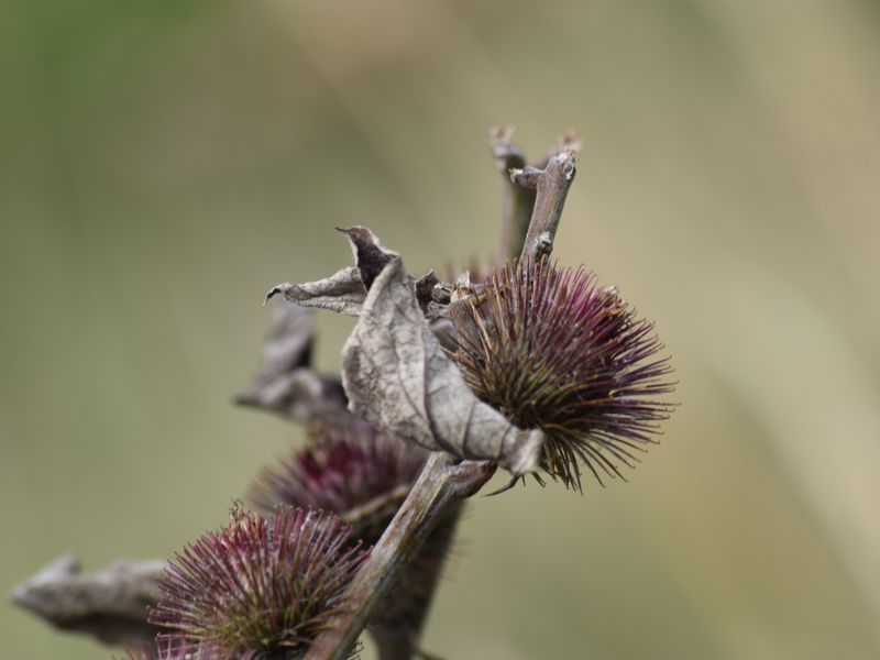 A Dying Flower Smithsonian Photo Contest Smithsonian Magazine