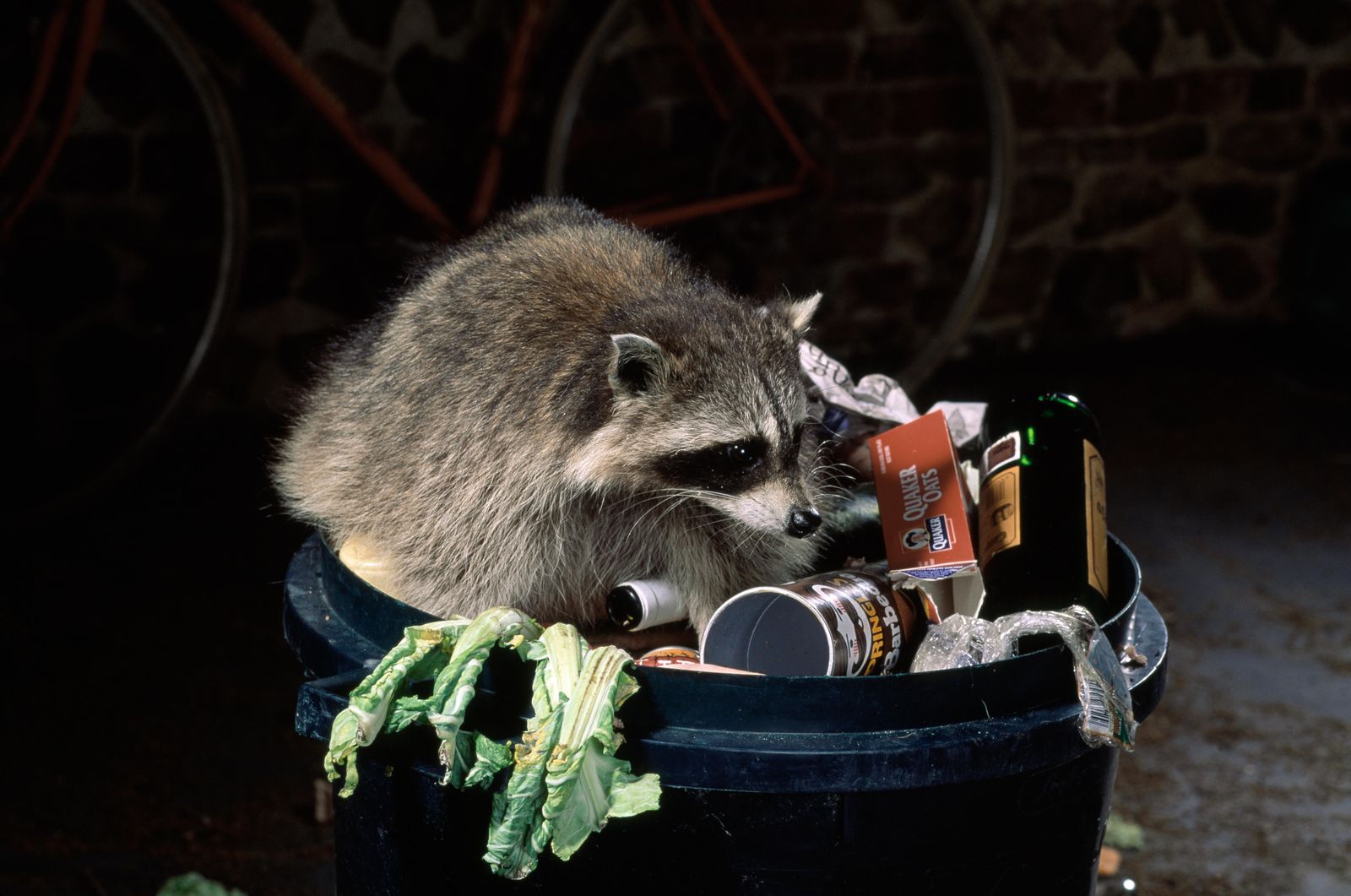 Fear of Humans Is Forcing Daytime Animals Into Night Mode | Smithsonian