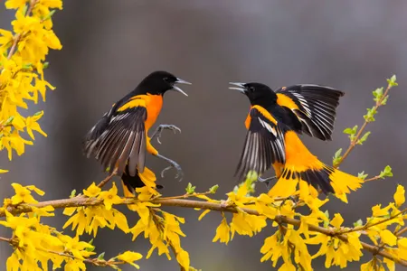 Birds are considered an indicator species, representing the health of entire ecosystems. 