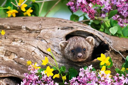 The weasel-like fisher, an already at-risk animal, faces threats of poison from pot farms.