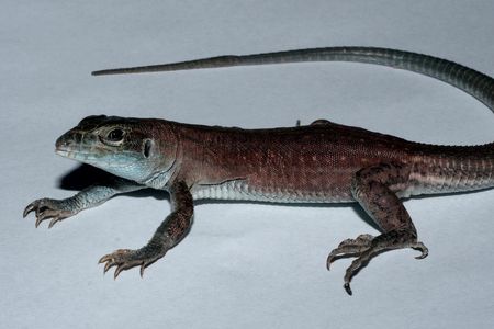 Aspidoscelis neavesi, a species unlike any other. 