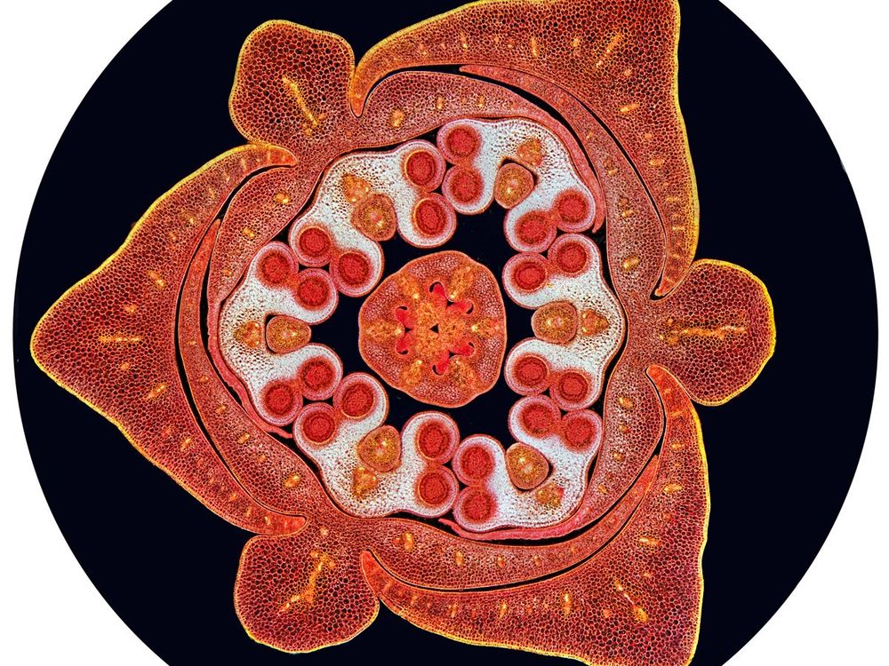 plant ovary microscope