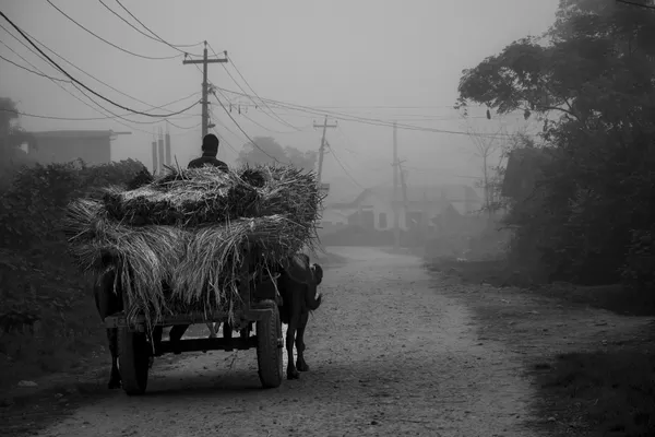 Haycart thumbnail