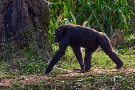 Chimpanzees, bonobos and gorillas tend to walk on their knuckles, while macaques and capuchins walk with flat palms.

&nbsp;