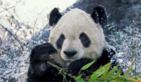 A giant panda sitting in a snowy landscape holds a piece of bamboo