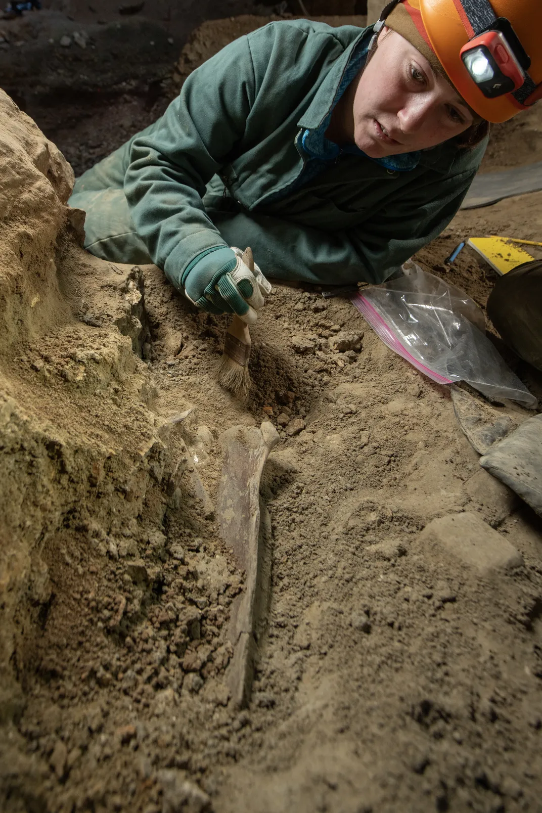 Megan Hormell discovers a bighorn sheep scapula, most likely broken by the weight of the rocks under which these fossils have been resting for tens of thousands of years
