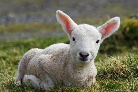 According to Mary Sawyer's account, the lamb was a female. Sarah Hale's poem says it was a male. Sawyer is probably the source with reason to know.