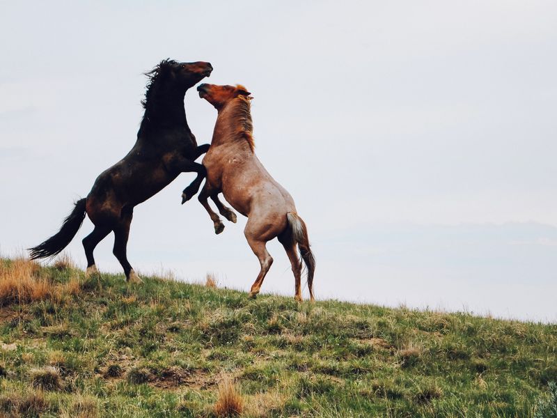 Wild Horses at play in Theodore Roosevelt National Park | Smithsonian ...