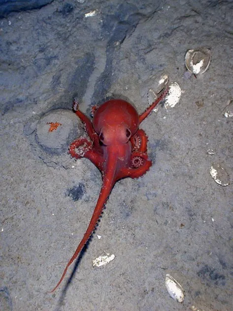 Deep-water octopus