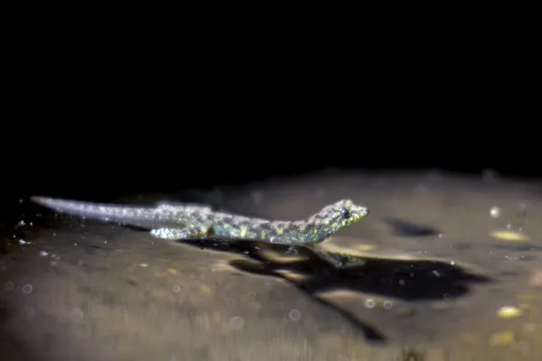 Floating Gecko thumbnail