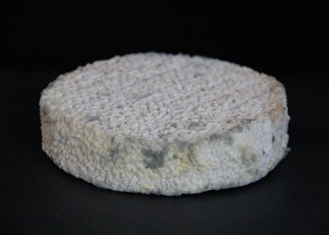 Cheese made from human toe bacteria