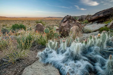 Opuntia cacti grow in the desert near Twentynine Palms, California. The area is home to plenty of dry plants and weeds—perfect for the city's annual Weed Show. 