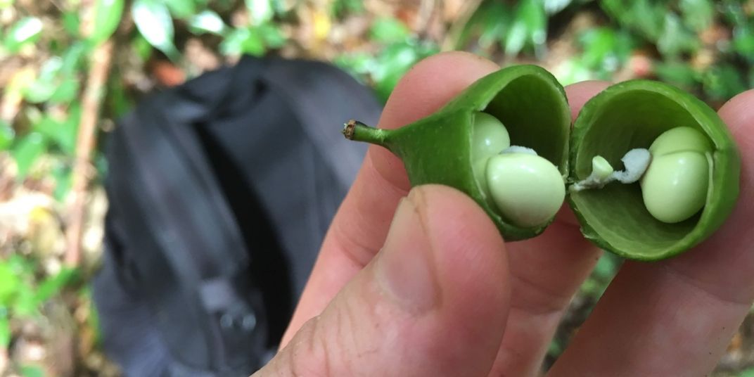 liana, a plant that looks like peas in a pod.