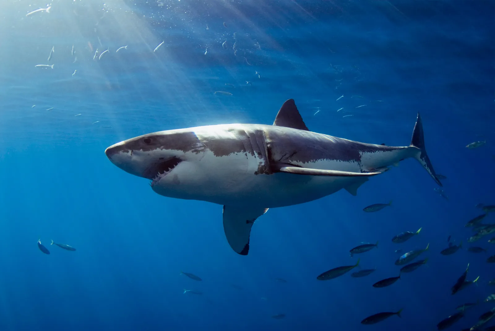 Sharks Have Scary-Good Memories | Smart News| Smithsonian Magazine