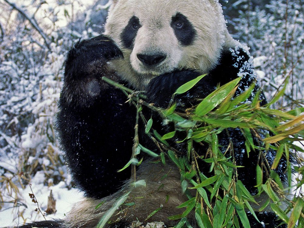 A giant panda sitting in a snowy landscape holds a piece of bamboo