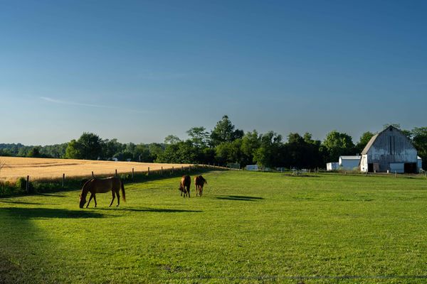 Arabian horses at sunset thumbnail