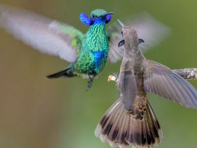 A sparkling violetear (Colibri coruscans) and a brown violetear (Colibri delphinae) display their neck side-feathers to dissuade each other from using their weaponized bills, which have strongly serrated edges and dagger-like tips. 