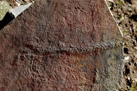 A 550-million-year-old worm track found in China.