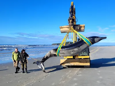 DOC ranger Jim Fyfe and Māori ranger Tūmai Cassidy walk alongside a cetacean, thought to be a rare spade-toothed whale, being transported by Trevor King Earthmoving.