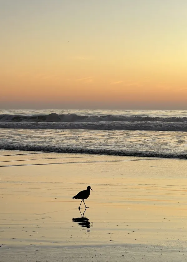 Yellow Dusk: The Sandpiper and the Pacific thumbnail