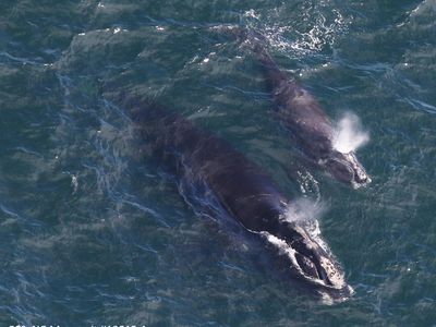 EgNo 4180 and her 2019 calf photographed by the CCS aerial survey team in Cape Cod Bay on 4/11/19. 