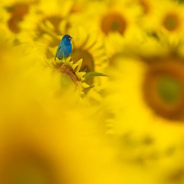 Splash of blue in a sea of yellow thumbnail