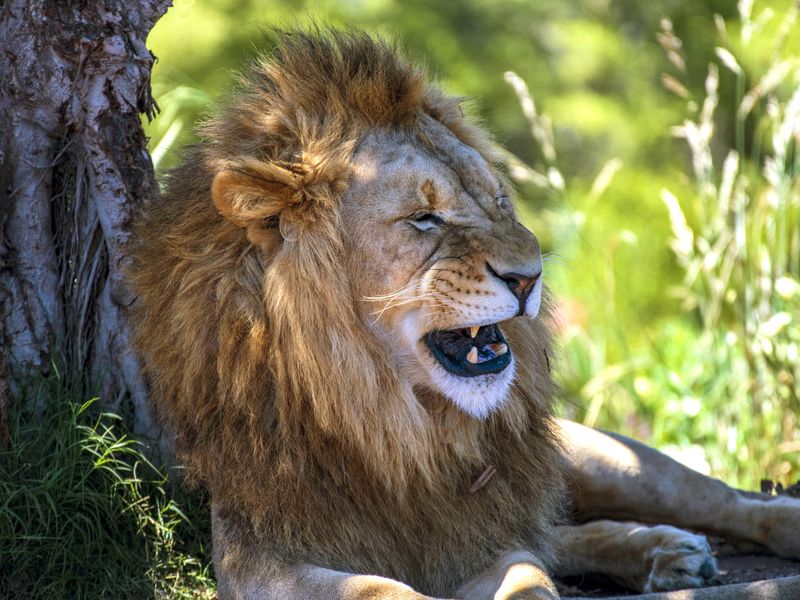 Laughing Lion | Smithsonian Photo Contest | Smithsonian Magazine