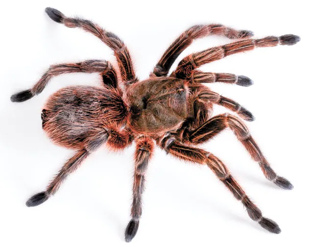 tarantula