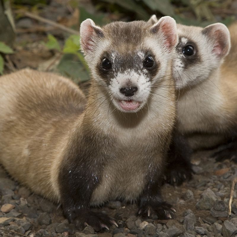 Canadian ferret deals
