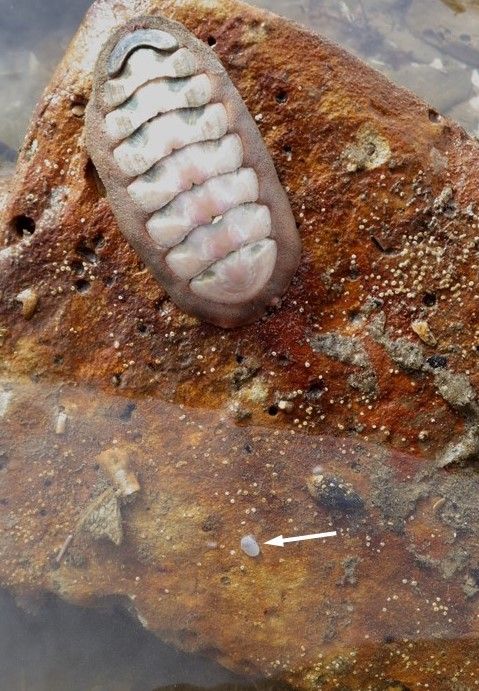 Clam next to a chiton