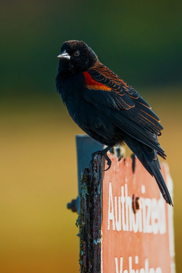 A Very Handsome Red Winged Blackbird thumbnail