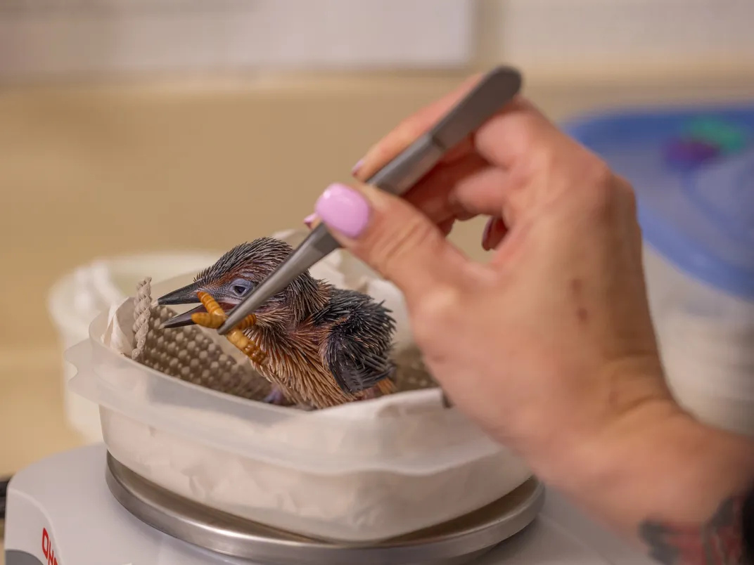 a person with tweezers lifts up a sihek chick's foot