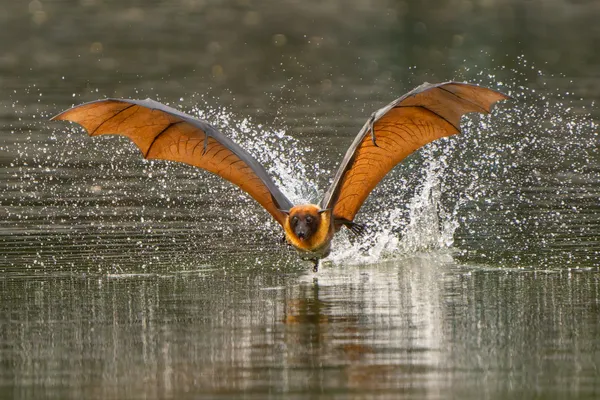 Golden wings. thumbnail