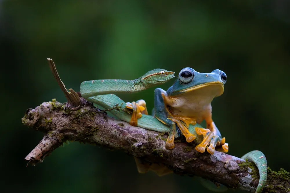 I found a group of these viper and frog in the interior of the Borneo forest area.