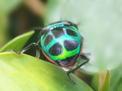 A flashy jewel bug butt.&nbsp;
