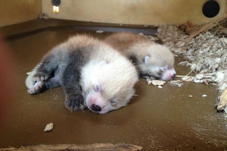 Two red panda cubs were born at the the Smithsonian's Conservation Biology Institute last week. 
