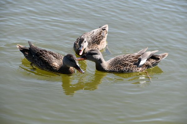 Talking ducks in a pond thumbnail