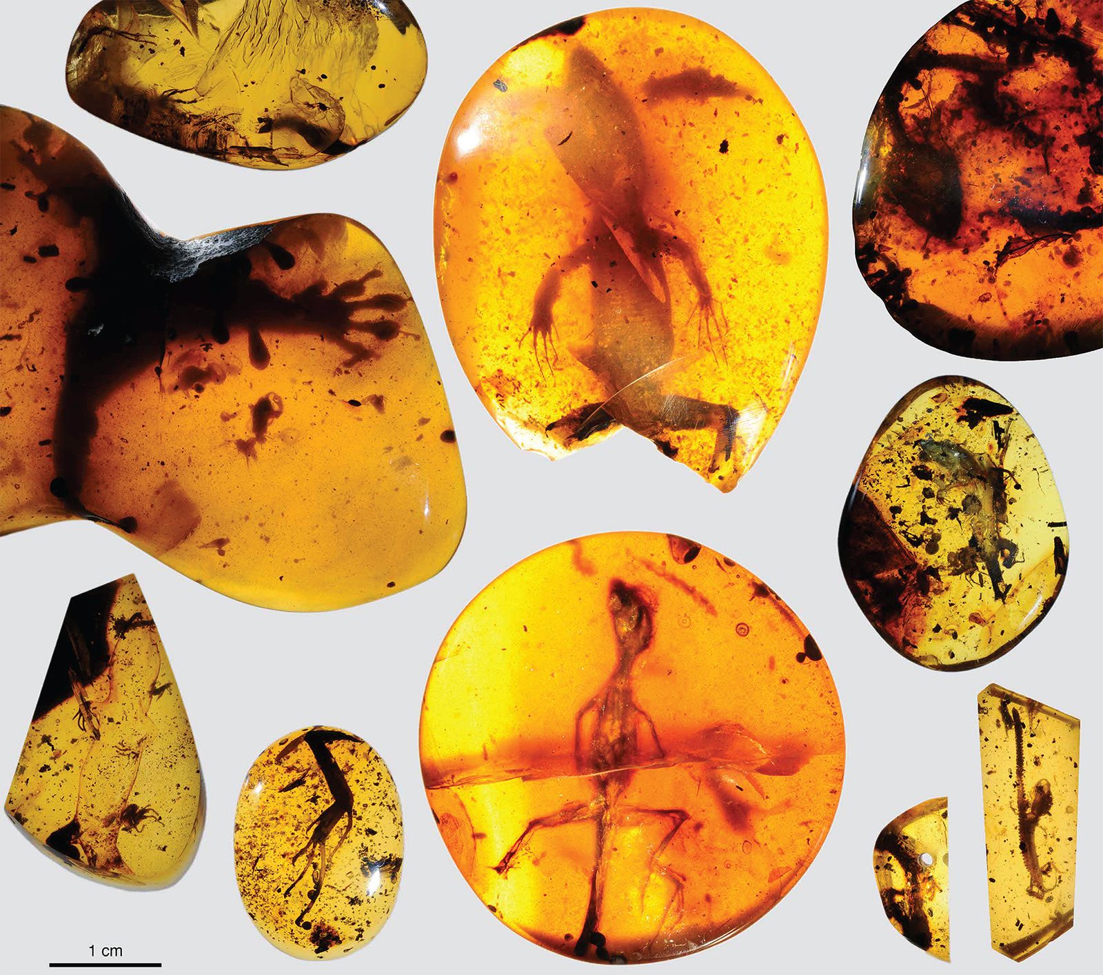 Exploring the Geology and Formation of Amber: From Tree Resin to