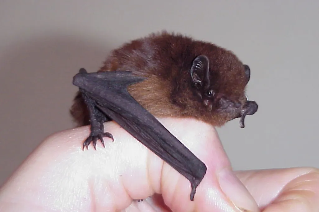 An image of a small long-tailed bat resting on a human's thumb.