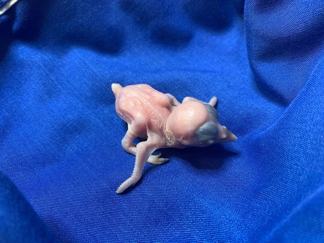 A 3-day-old, featherless, female Guam kingfisher chick rests on a blue cloth.