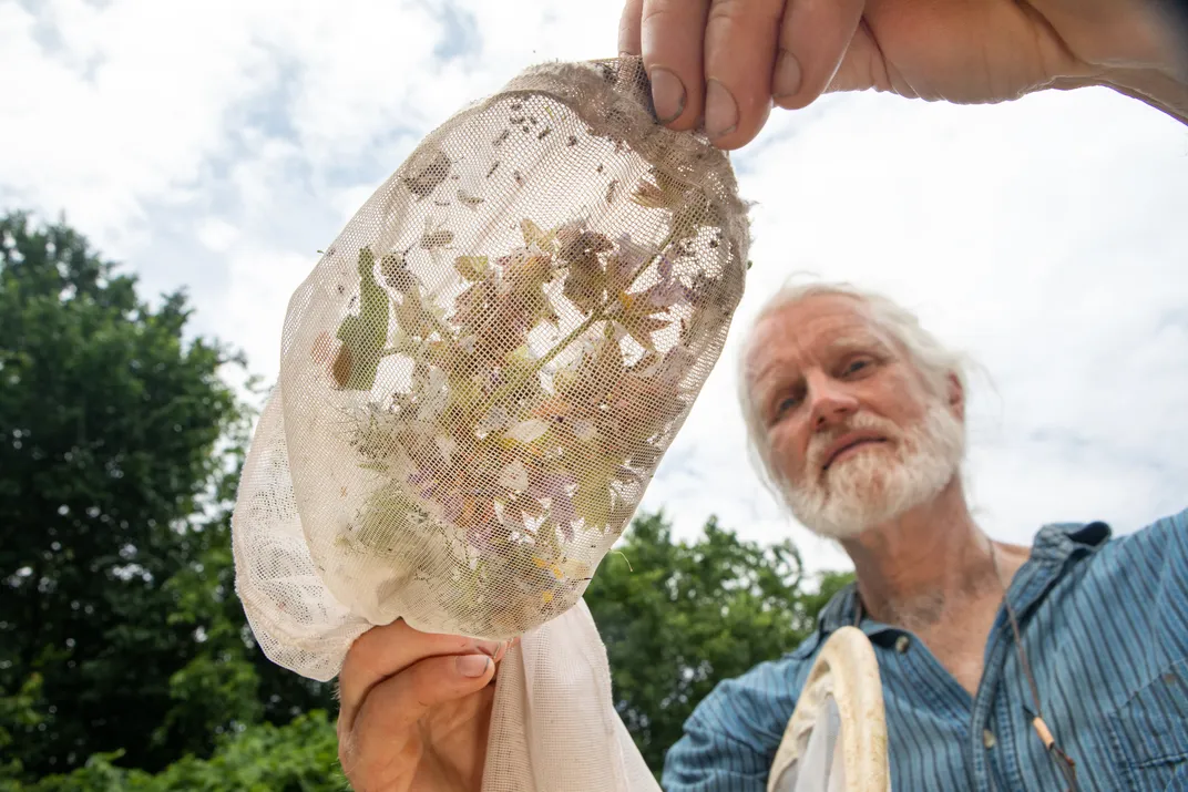 Wildlife biologist Sam Droege surveys the landscape for bees at the Patuxent Research Refuge in Maryland.