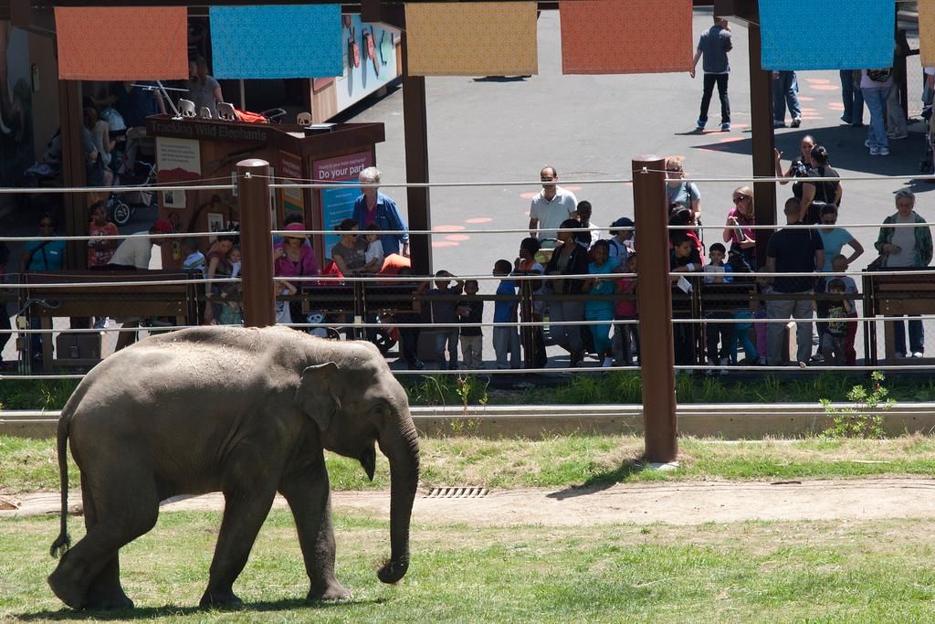 Shanti’s son Kandula hanging out in one of the yards.