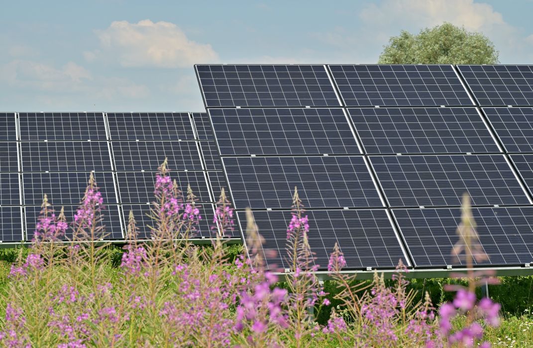 Purple flowers spring up around an array of solar panels.