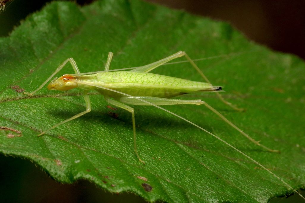 A close-up photo of a bright yellow-green cricket sitting atop a large green leaf.