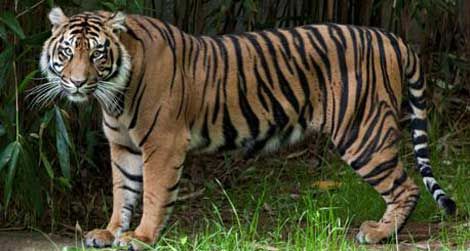 Damai, the Zoo's newest tiger